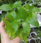 Image result for Wandering Jew Varieties