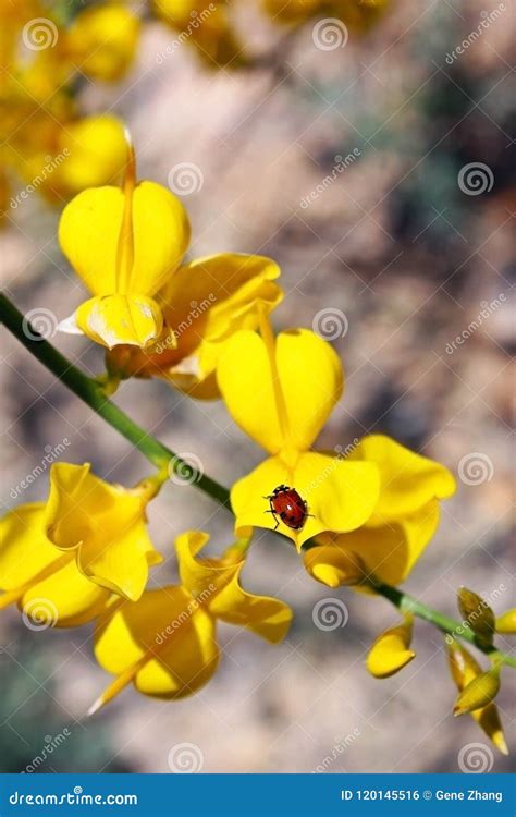 Yellow Spanish Broom Blossom, Spartium Junceum Royalty-Free Stock Image | CartoonDealer.com ...