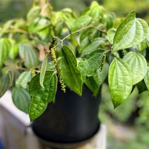 Black Pepper Plant | Plant Addicts