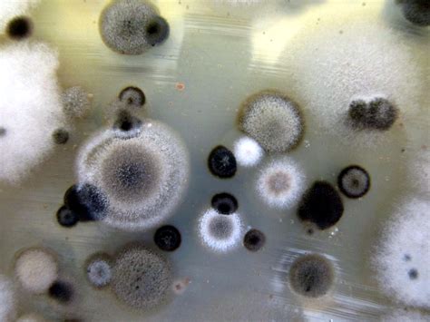 Obvladovanje plesni v stanovanjskih prostorih | Gradbenik