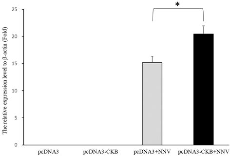 Screening for the Proteins That Can Interact with Grouper Nervous ...