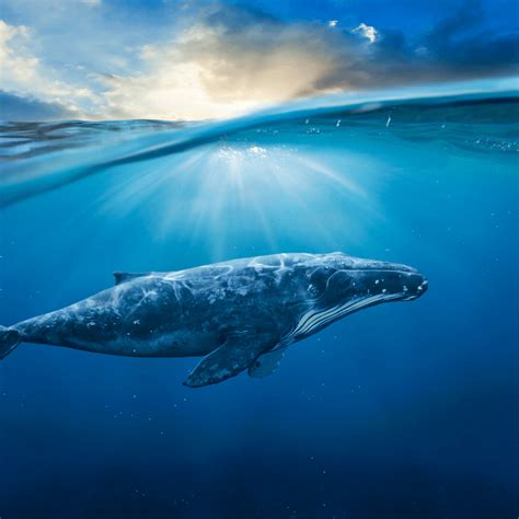 Biblical meaning of a whale in a dream 60 photos - Astrologytoyou.com