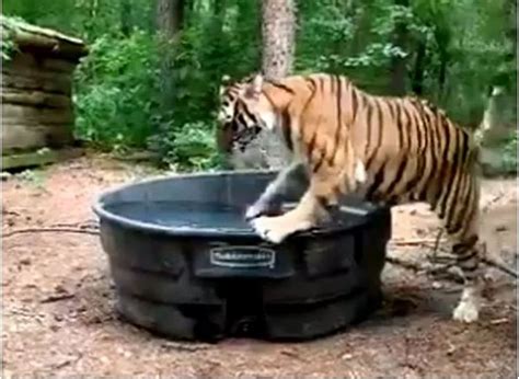 Viral Video Of Tiger Taking Bath In Tub People Did Hilarious Comment On ...