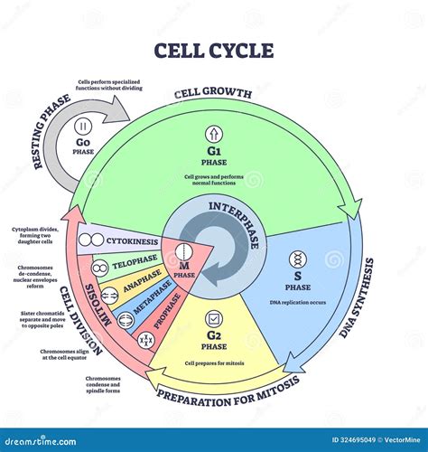 Cell Cycle, Growth, Mitosis, Synthesis and Division Stages Outline ...