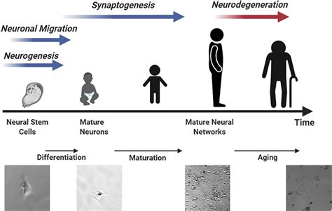 Image result for Neurodevelopment Process