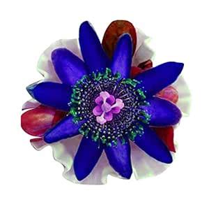 Futaba Passiflora Rare Flower Seed - Deep Blue : Amazon.in: Garden ...