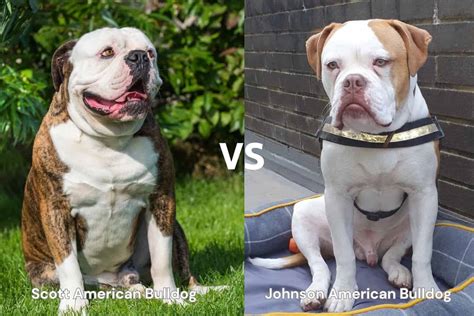 Scott vs. Johnson American Bulldog: What's the Difference?