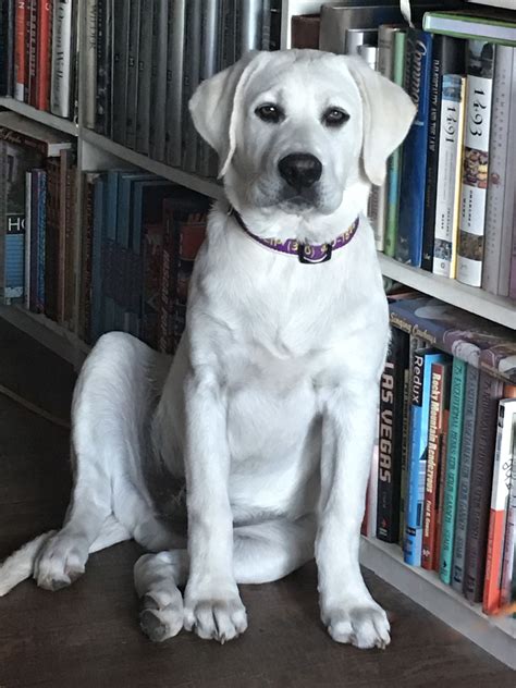 White English Labrador Retriever