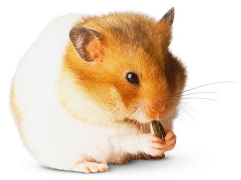 Hamster Facts | Types Of Hamsters | DK Find Out