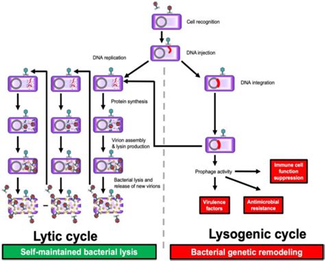 Past and Future of Phage Therapy and Phage-Derived Proteins in Patients ...