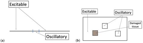 Non-Trivial Dynamics in the FizHugh–Rinzel Model and Non-Homogeneous ...