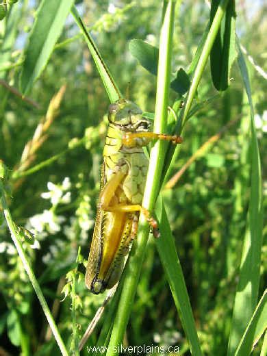 Mormon Crickets 的图像结果