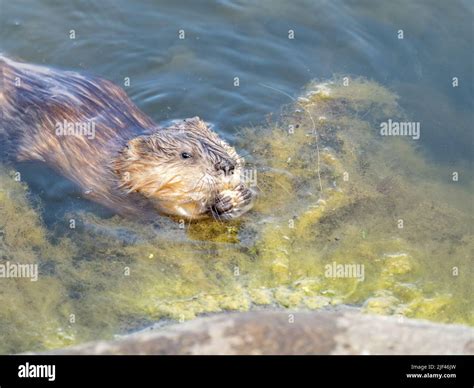 Wild animal Muskrat, Ondatra zibethicuseats, eats on the river bank ...