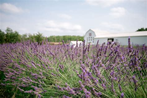 Lavender Fest 2025, W18340 Short Lane, Eland, WI, 19 July 2025 | AllEvents