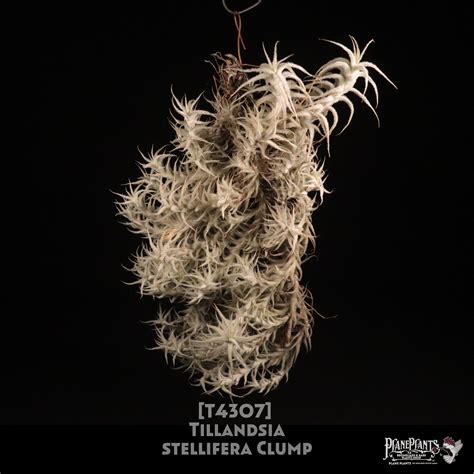 【送料無料】stellifera Clump〔エアプランツ〕現品発送T4307 | plane plants