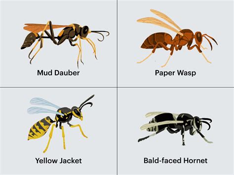 Wasp Vs Yellow Jacket