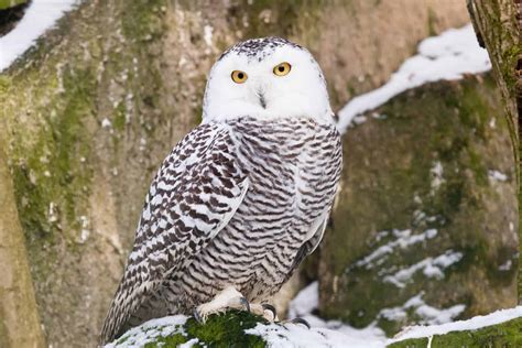 Owls In Pennsylvania: 9 Species To Spot In This State