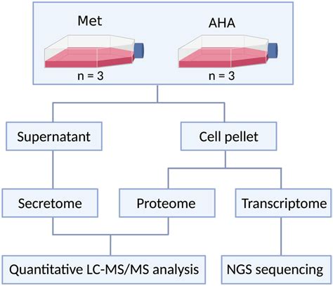 Transcriptome Procedure 的图像结果