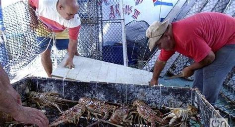 古巴捕捞龙虾的渔民，天天吃龙虾还得对抗偷捕者和海盗！！