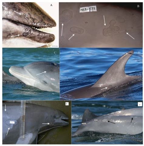 Animals | Special Issue : Frontiers in Marine Mammal Health and Immunity