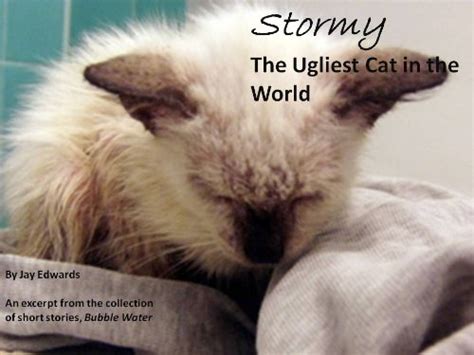 Stormy : The Ugliest Cat in the World eBook : Edwards, Jay: Amazon.in ...