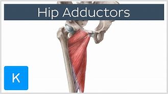 adductor 的图像结果