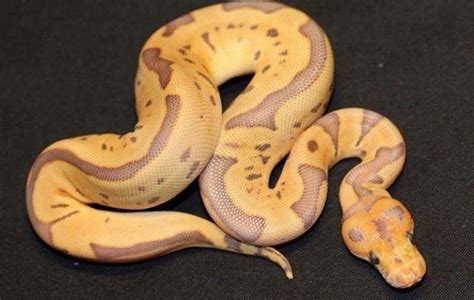 Image result for Python Snake Colors