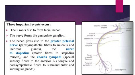 FACIAL NERVE.pptx
