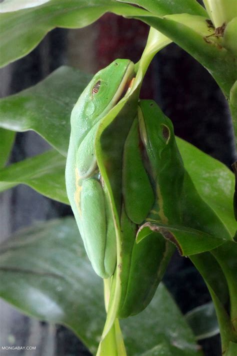Red Eyed Tree Frog Sleeping