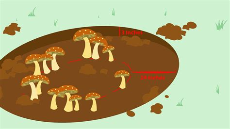 How To Get Rid Of Mushrooms In The Garden | Fasci Garden