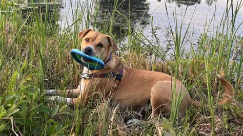 Winner of Bellingham WA cutest dog contest 2025: See photo | Bellingham ...