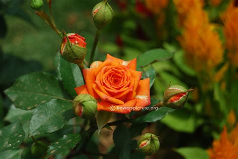 Orange Roses