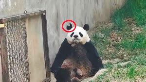 当熊猫受伤被剃光毛之后，饲养员奶妈笑翻了，这形象还是国宝吗？|大熊猫|饲养员|熊猫_新浪新闻