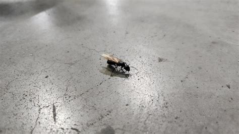 Large black ant with wings? : r/whatsthisbug