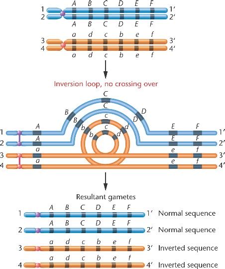 Image result for Inversion Loop Genetics