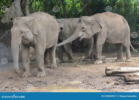 Sumatran Elephants With The Latin Name Elephas Maximus Sumatrensis ...
