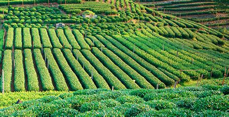 GIS In Agriculture | Revolutionizing Farming Methods | Esri India