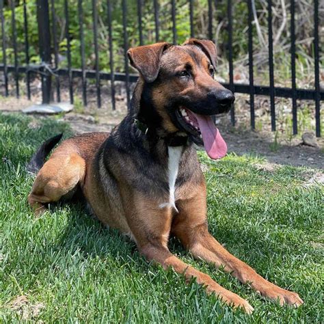 Belgian Malinois Mixes – 16 Crossbreeds To Check Out