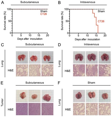 Image result for Subcutaneous vs Intradermal Mouse Injection