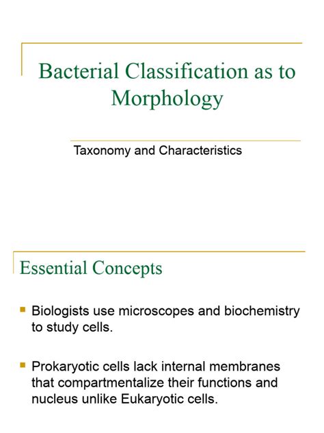 Image result for Types of Bacteria Classification