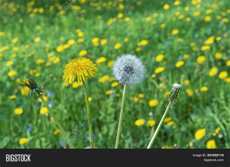 Dandelion Life Cycle