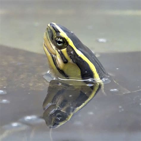 Image result for malayan box turtle setup