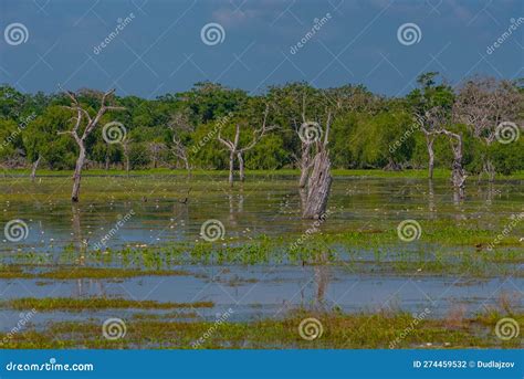 Marshes at Yala National Park in Sri Lanka Stock Photo - Image of ...