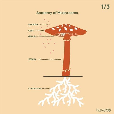 Parts Of A Mushroom
