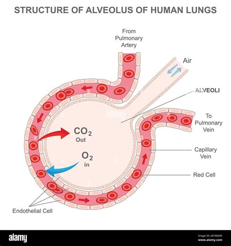 Diagram Of Physiology At The Alveolus And Capillary.