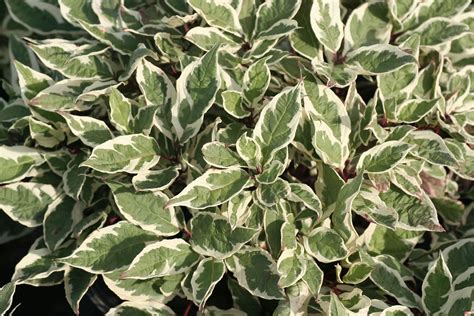 Variegated Dogwood Shrub