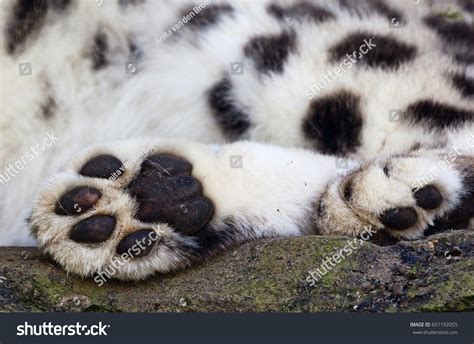 Snow Leopard Paws