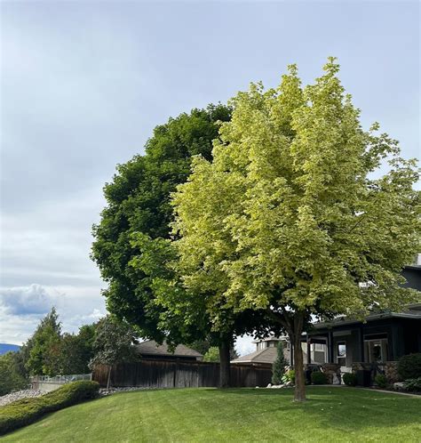 What causes a maple to suddenly turn variegated? : r/arborists