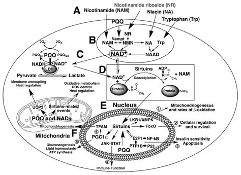Pyrroloquinoline-Quinone Is More Than an Antioxidant: A Vitamin-like ...