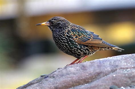 Ai 绘画 明星 的图像结果